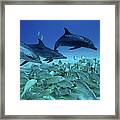 Atlantic Spotted Dolphin Stenella #1 Framed Print