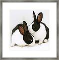 Baby Black-and-white Dutch Rabbits #1 Framed Print