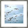 Birds In Bodega Bay #1 Framed Print