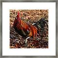 Black Breasted Red Phoenix Rooster Framed Print