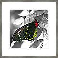 Black Butterfly #1 Framed Print
