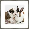 Border Collie Pup With Dutch Rabbit #1 Framed Print