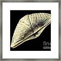 Brachiopod Fossil #1 Framed Print