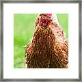 Brown Hen On A Lawn #1 Framed Print
