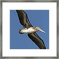Brown Pelican Juvenile Flying Santa #1 Framed Print