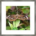 Buckeye Butterfly #2 Framed Print