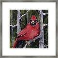 Cardinal #1 Framed Print