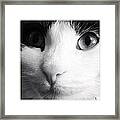 Cat Portrait  #1 Framed Print