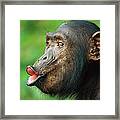 Chimpanzee Pan Troglodytes Adult Female #1 Framed Print