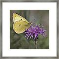 Clouded Yellow Butterfly #1 Framed Print