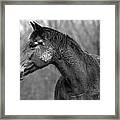 Dark Horse #1 Framed Print