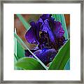 Dark Purple Iris Framed Print