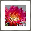 Deep Pink Cactus Flower #1 Framed Print