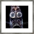 Deep Sea Hatchetfish #1 Framed Print