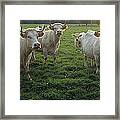 Domestic Cattle Bos Taurus Charolais #1 Framed Print