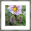 Eggplant Flower #1 Framed Print