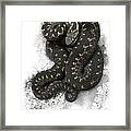 European Adder #1 Framed Print