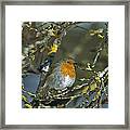 European Robin Erithacus Rubecula #1 Framed Print