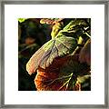 Geranium Leaves #1 Framed Print