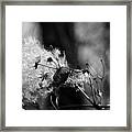 Going To Seed #1 Framed Print