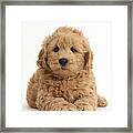 Goldendoodle Puppy Framed Print
