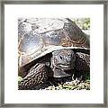 Gopher Tortoise #1 Framed Print