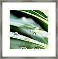 Gouttes #1 Framed Print