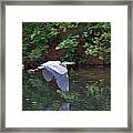 Great Blue Heron Flying Low #1 Framed Print