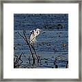 Great Egret #1 Framed Print