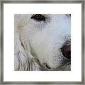 Great Pyrenees  #1 Framed Print