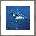 Great White Shark Carcharodon #1 Framed Print