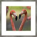 Greater Flamingo Phoenicopterus Ruber #1 Framed Print
