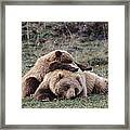 Grizzly Bear Ursus Arctos Horribilis #1 Framed Print