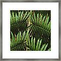 Hapu'u Fern #1 Framed Print