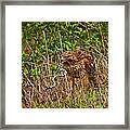 Hawk And Snake #1 Framed Print