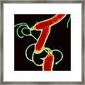 Helicobacter Pylori Bacteria #1 Framed Print