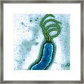 Helicobacter Pylori Bacterium, Tem #1 Framed Print
