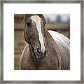 Horse Portrait #1 Framed Print