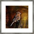 House Finch With Sunflower Seed #1 Framed Print