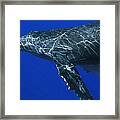 Humpback Whale Maui Hawaii #1 Framed Print