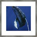 Humpback Whale Singer Maui Hawaii #1 Framed Print