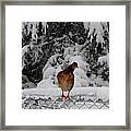 I See You Looking At Me Framed Print