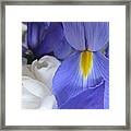 Iris #1 Framed Print