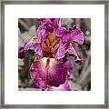 Iris Beauty #1 Framed Print