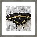 'kewl' Arizona Moth Framed Print