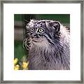 #kitten #small #cute #cuddly #vase #1 Framed Print