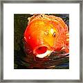 Koi Fish #1 Framed Print