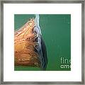 Lions Mane Jellyfish #9 Framed Print