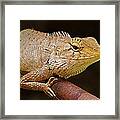 Lizard #1 Framed Print