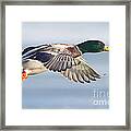 Male Mallard Duck In Flight #1 Framed Print